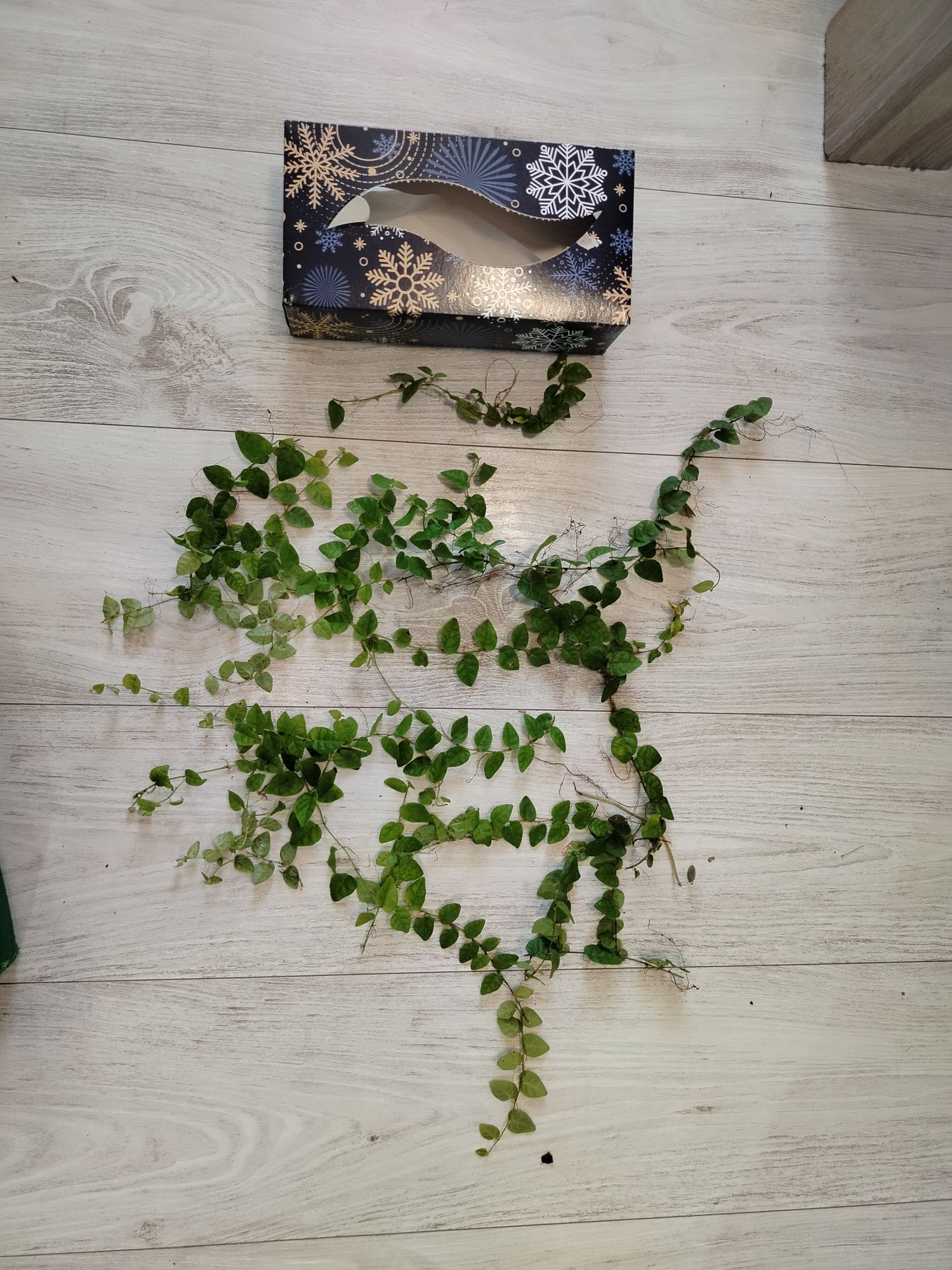 Ficus pumila roślinna terrarium