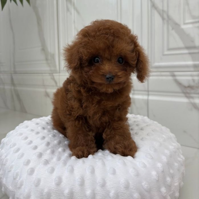 Хлопець той. . пудель мінні