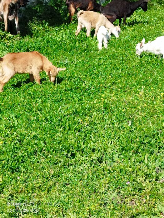 Vendo Cabras e bodes