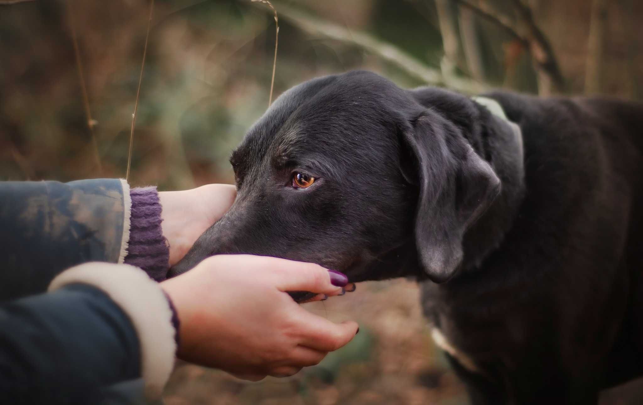 Magnat cudne psie szczęście w kolorze czerni ADOPCJA