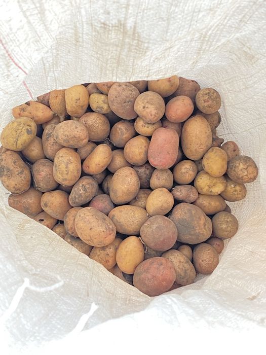 Мала картопля кормова