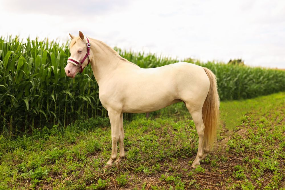 Klacz kuc walijski wyjątkowy kuc Cremello