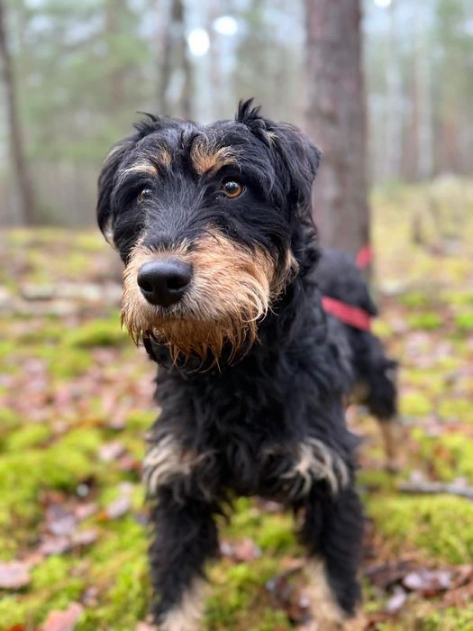 Kochany Łesetrn szuka domu!