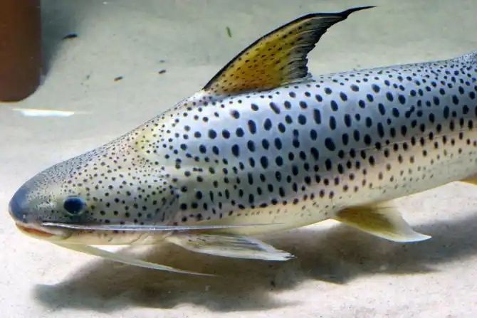 Lince catfish / Platynematichthys notatus