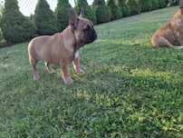 buldog francuski