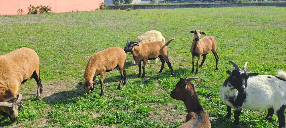 Cabras Anãs adultas