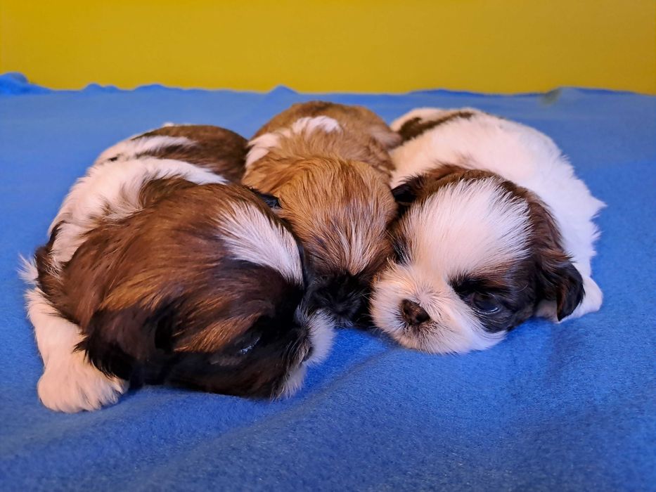 Szczeniaczki Shih Tzu - tricolor