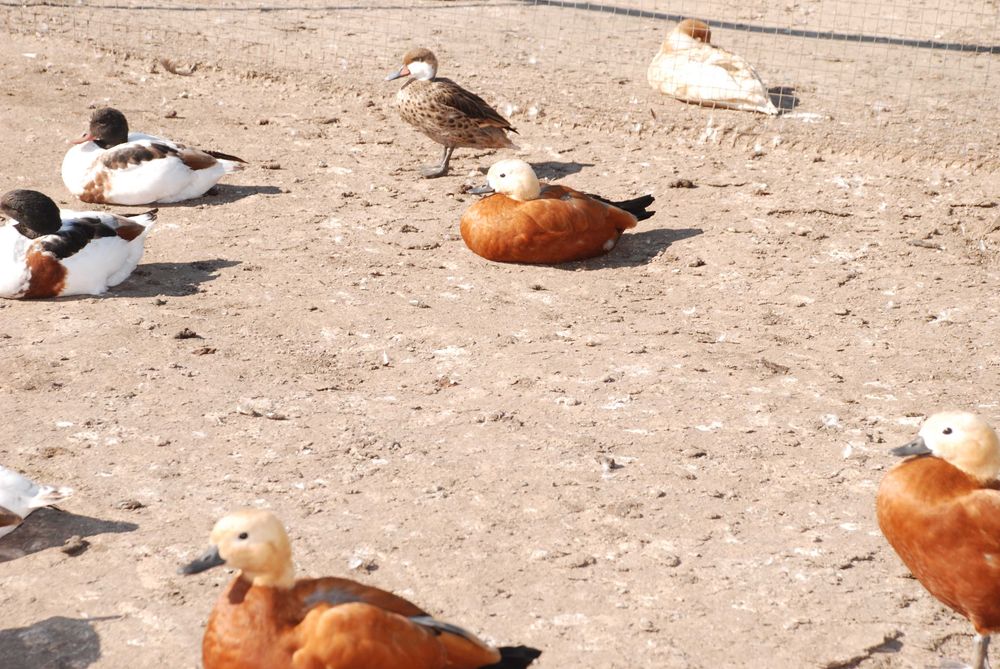 Сформована пара качок, статевозрілі молоді руді качки, червоні качки