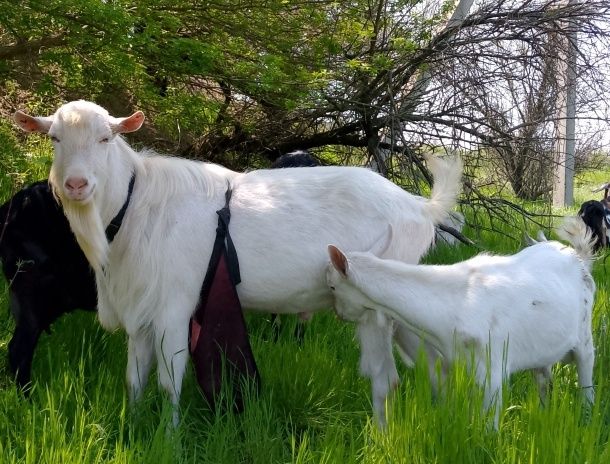 Козлик, козёл, цап зааненский чистокровный