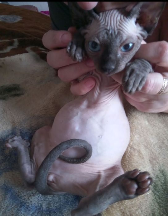 Канадский сфинкс