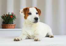 JACK RUSSELL TERRIER krótkowłosy piesek ZKwP/FCI do odbioru