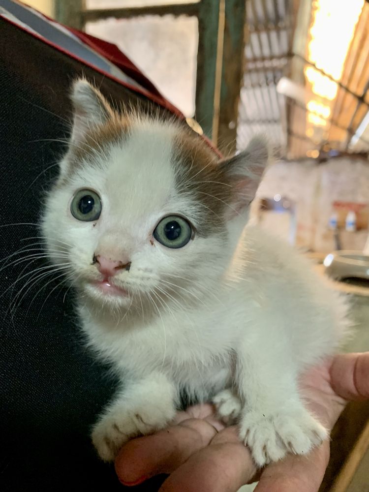 Gatinho para adoção