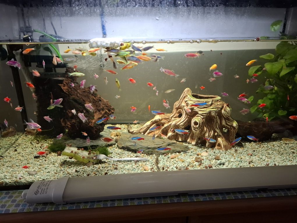 Tetra,danio i inne