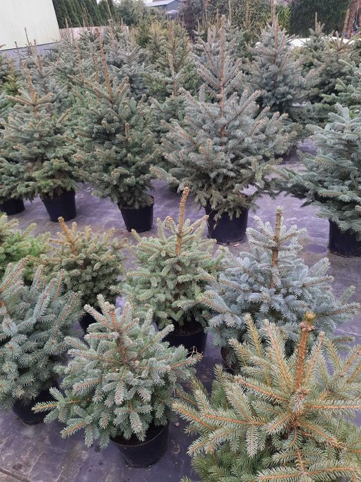 Choinki jodła kaukaska świerk srebrny pospolity cięta w donicy od 30zł