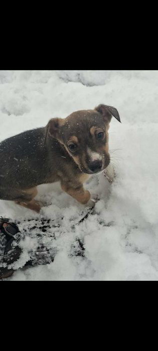 Oddam pieska w dobre rece