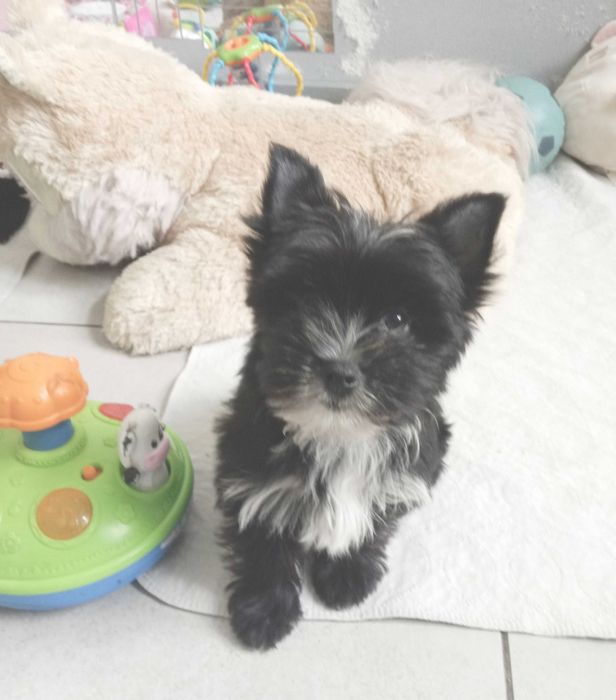 Yorkshire terrier chłopczyk Hugo