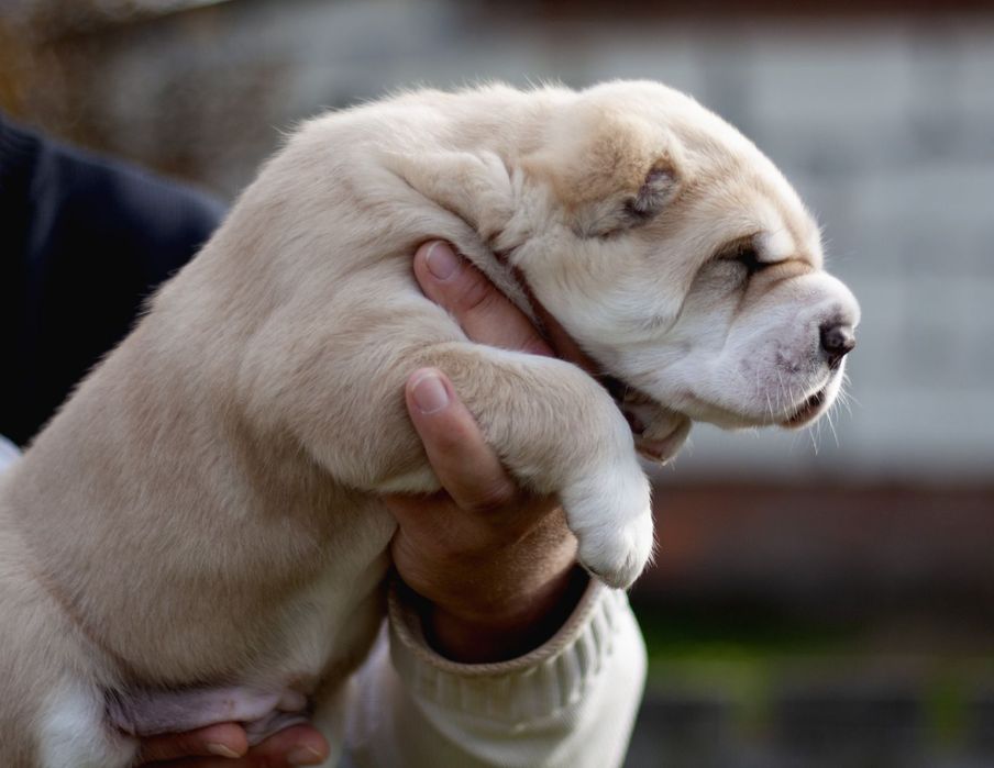 Шикарная девочка САО ,Алабай