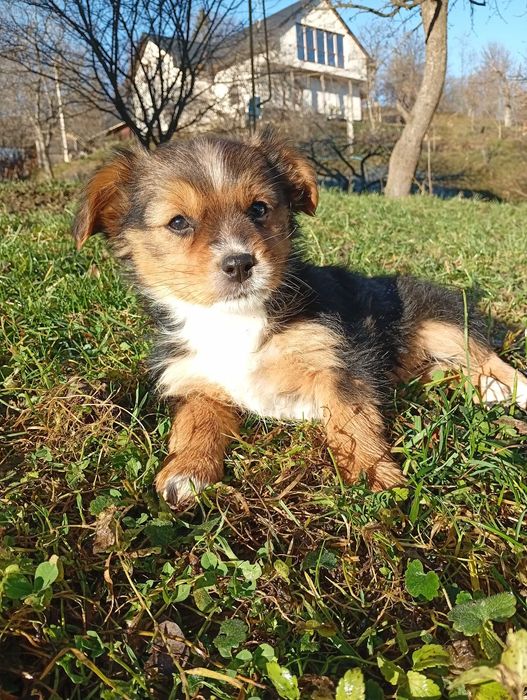 Цуценята йоркширський тер'єр