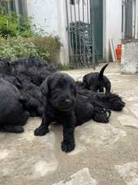 Cachorros para Adoção