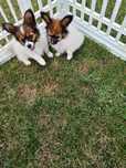 Papillon spaniel  kontynentalny