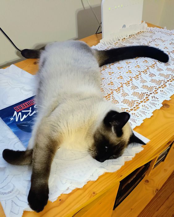 Kotka młoda syjamka