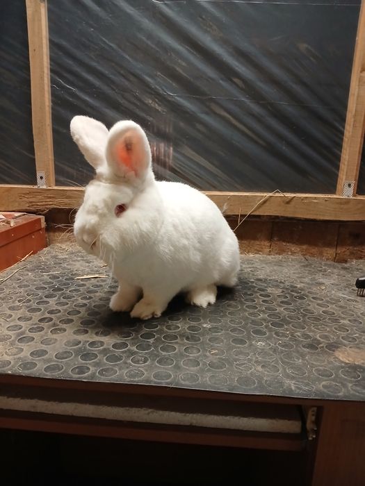 Nowozelandzki Biały