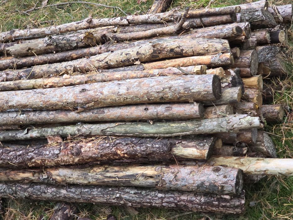 Gałęziówka sosnowa