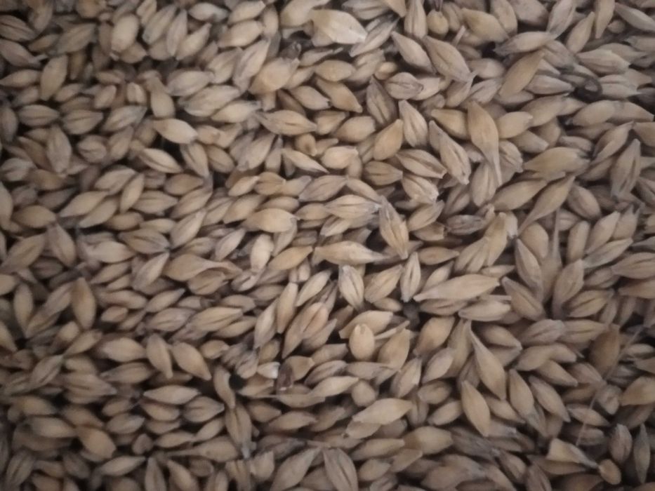 Jęczmień jary zbiór 2025