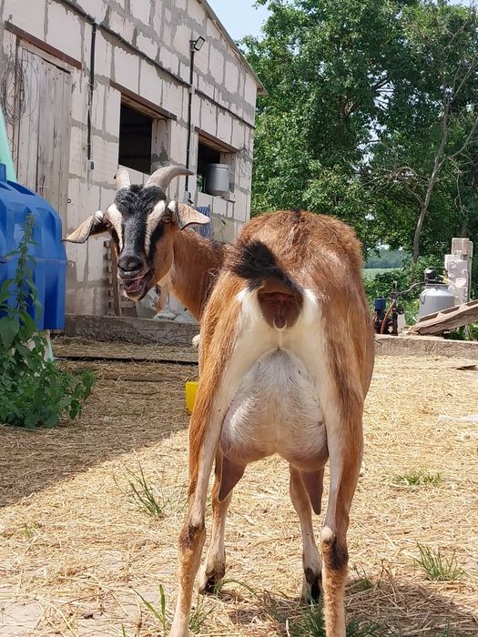 Кози дійні, козенятка англонубійські