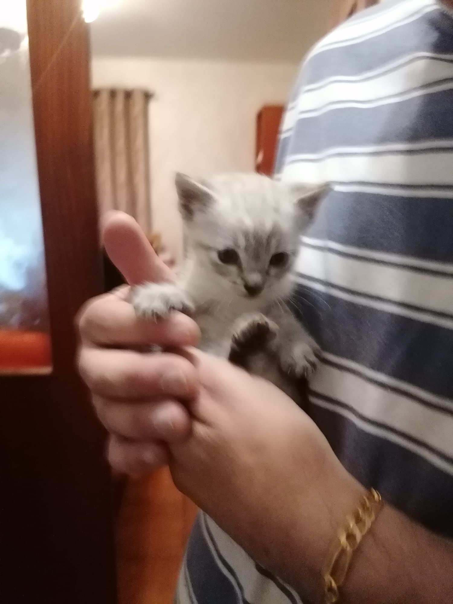 Gatos bebés para adoção responsável