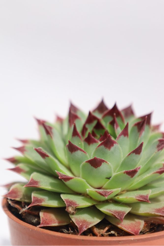 Suculenta Sempervivum Tectorum var Calcareum