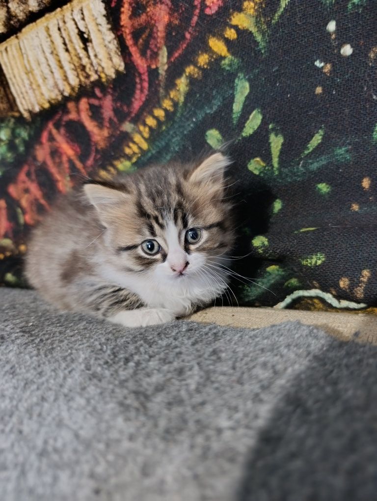 Кошечка бесплатно