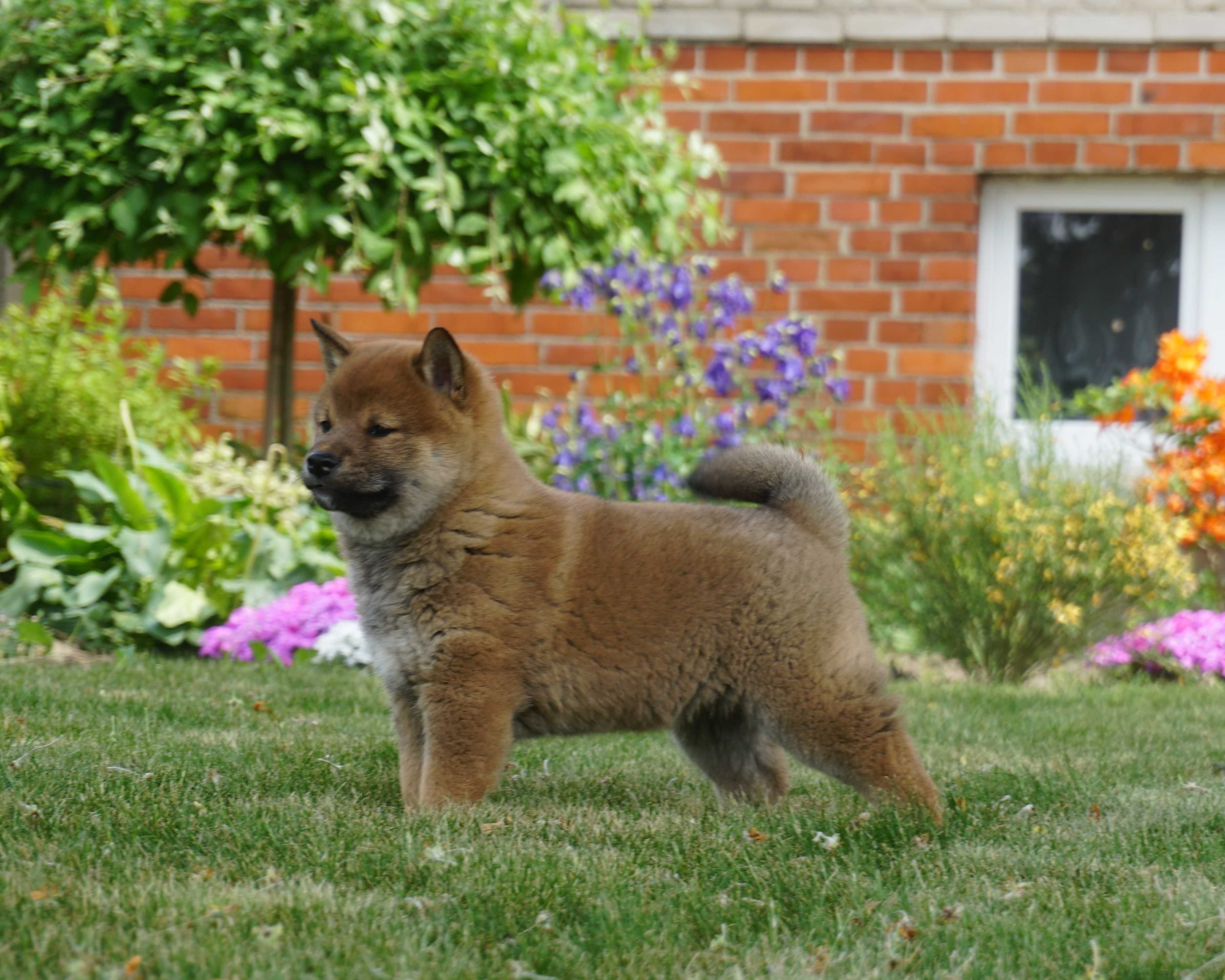 shiba inu piesek szczeniak