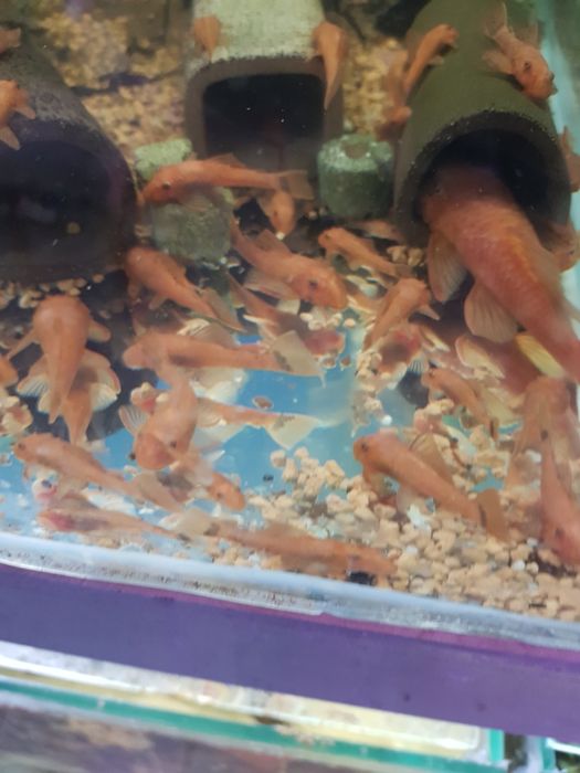 Glonojad zbrojnik ancistrus super red