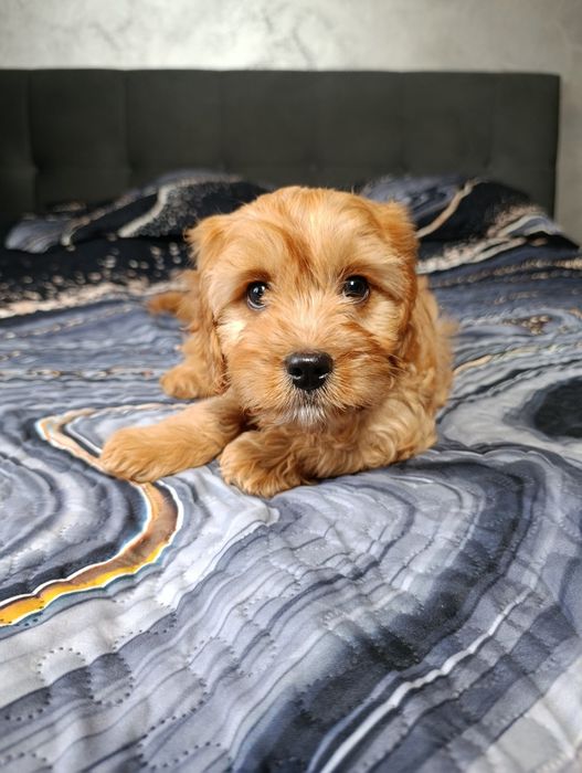 Cavapoo Piesek Cavalier+Pudel