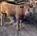 Novilha cx de limousine ( animal manso )