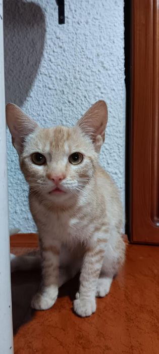 Szukamy  kochającego domu dla ok 7 mies. kotka  Lolusia