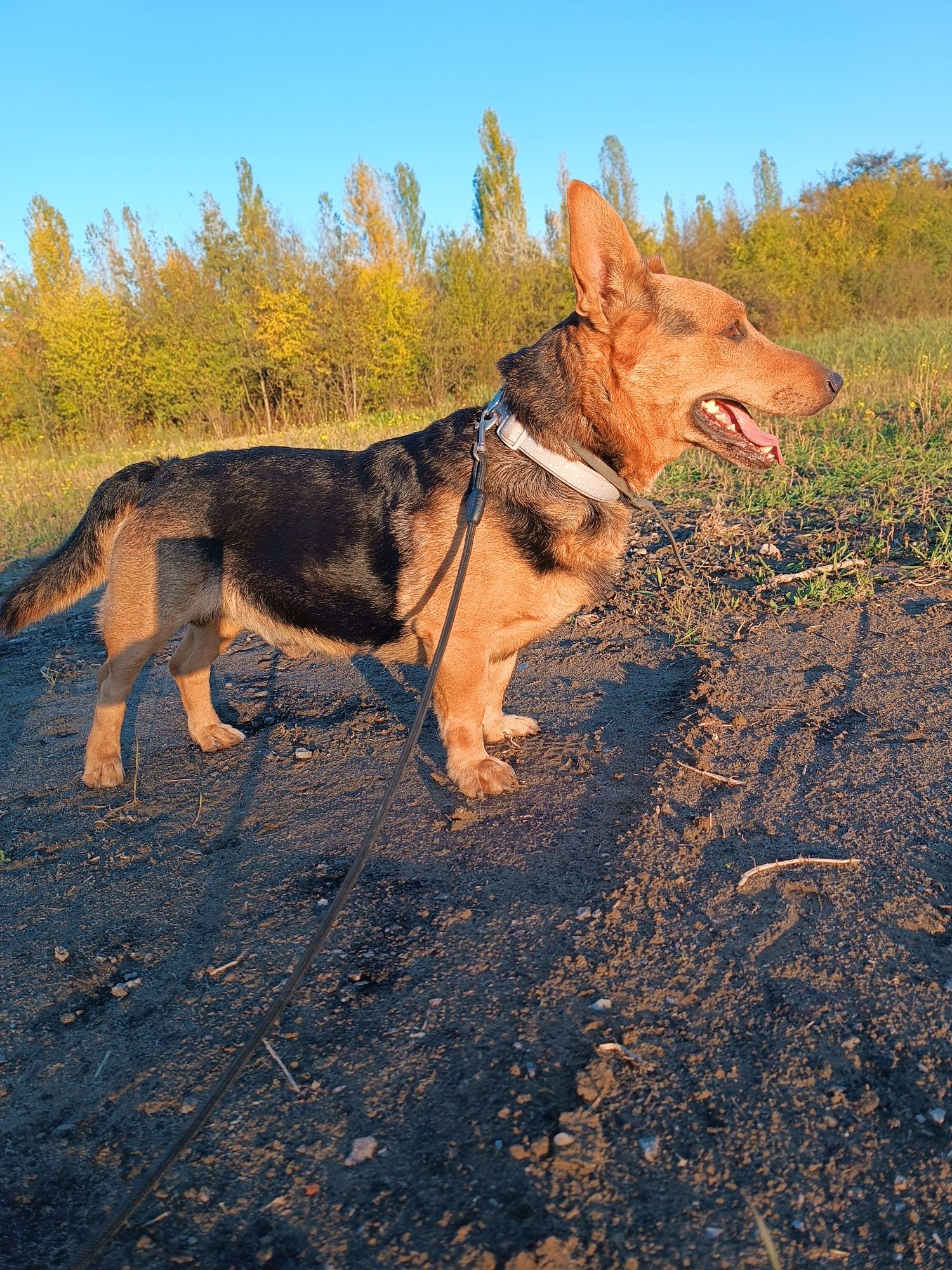 Misiu do adopcji