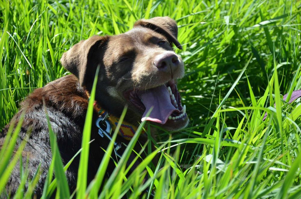 Młody, brązowy i brawurowy - Burbon szuka domu