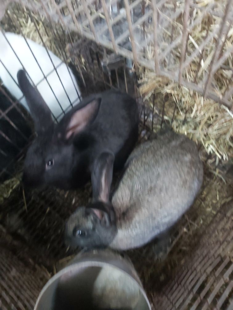 Coelhos caseiros