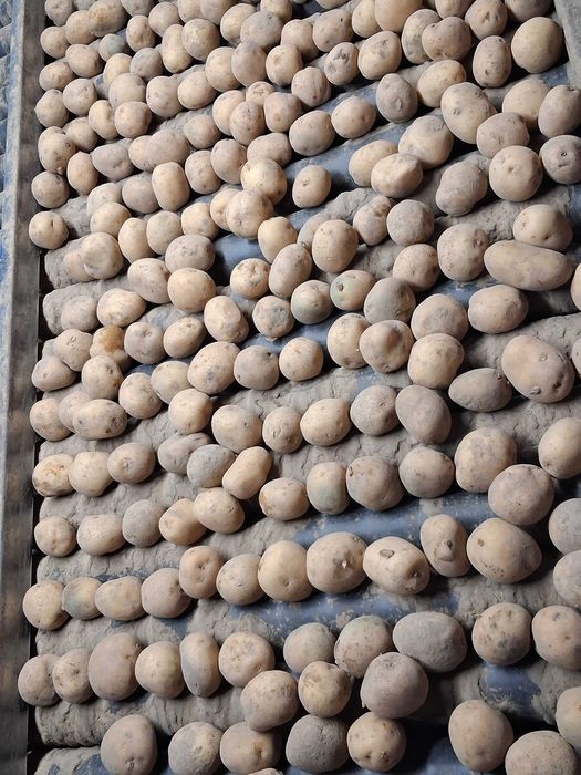 Ziemniaki Riviera Ignacy Werbena Arizona Irga Paradiso 35-50