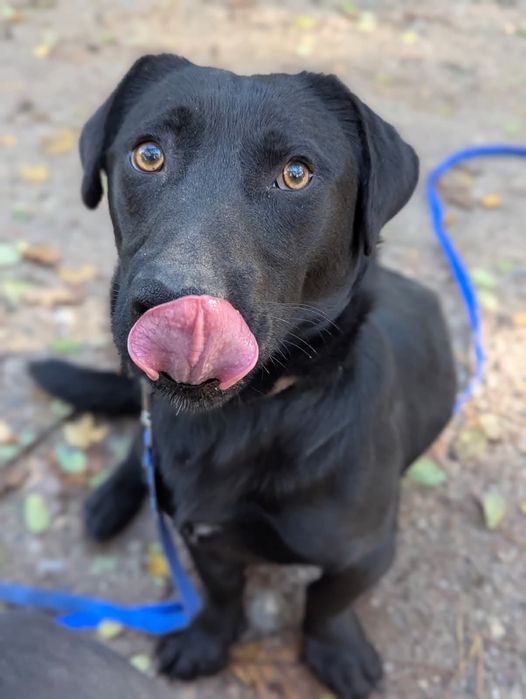 Drobny Łoś szuka domu!