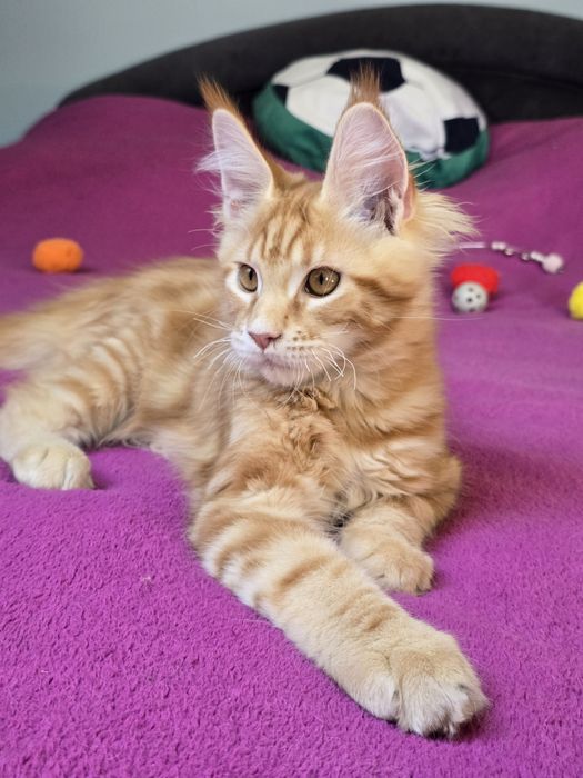 Przekochany kocurek Maine Coon