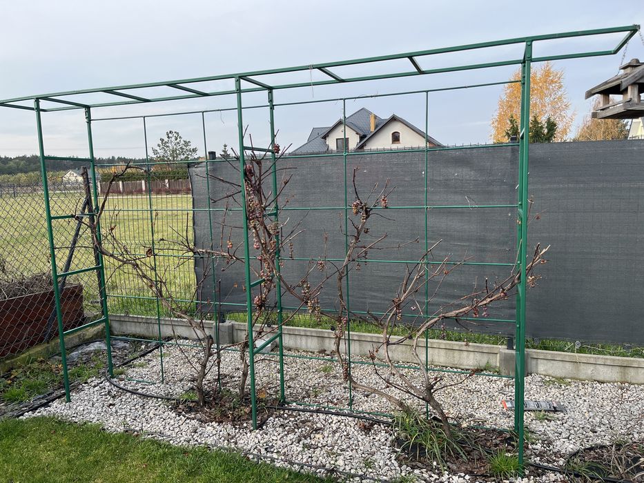 Pergola metalowa na winogrona  3m