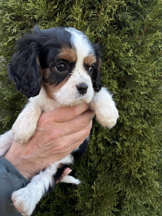 Cavalier King Charles Spaniel