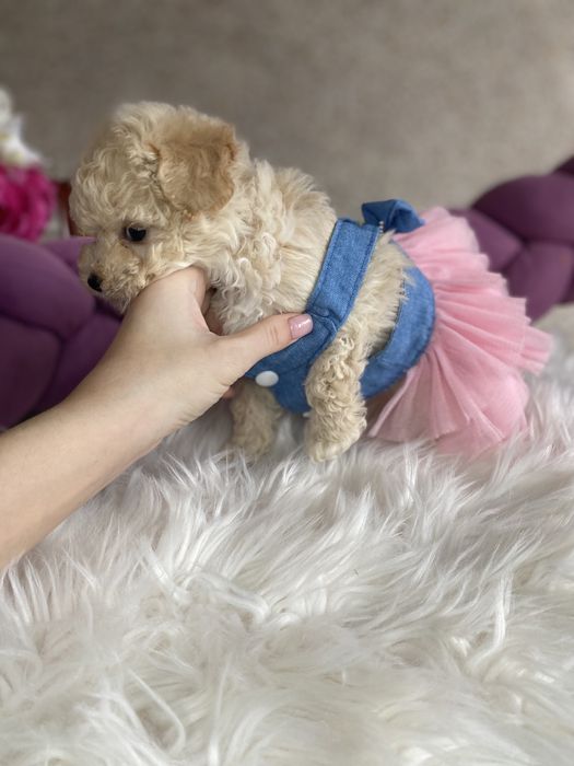 Мальтипу ф1 vip якості