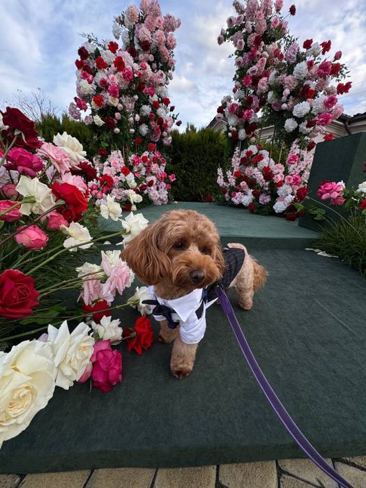 Вигул собак у Львові. Кінолог. Перетримка в готелі без кліток