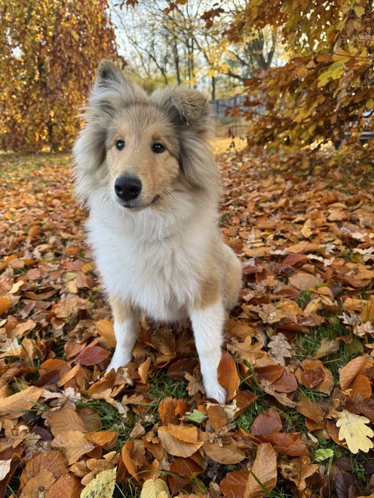 Owczarek szkocki collie FCI