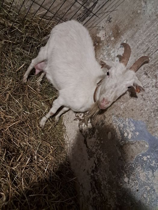 Sprzedam mleczną kozę