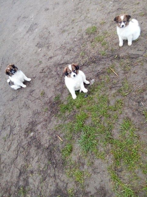 Oddam małe pieski suczki za darmo